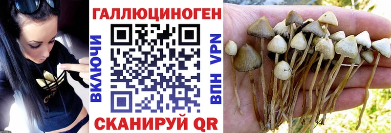 цена наркотик  Ишимбай  Псилоцибиновые грибы Psilocybine cubensis 